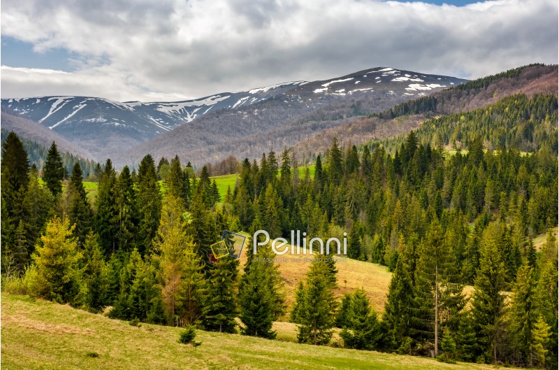 carpathian mountain peaks in snow above green meadow with spruce forest in spring season