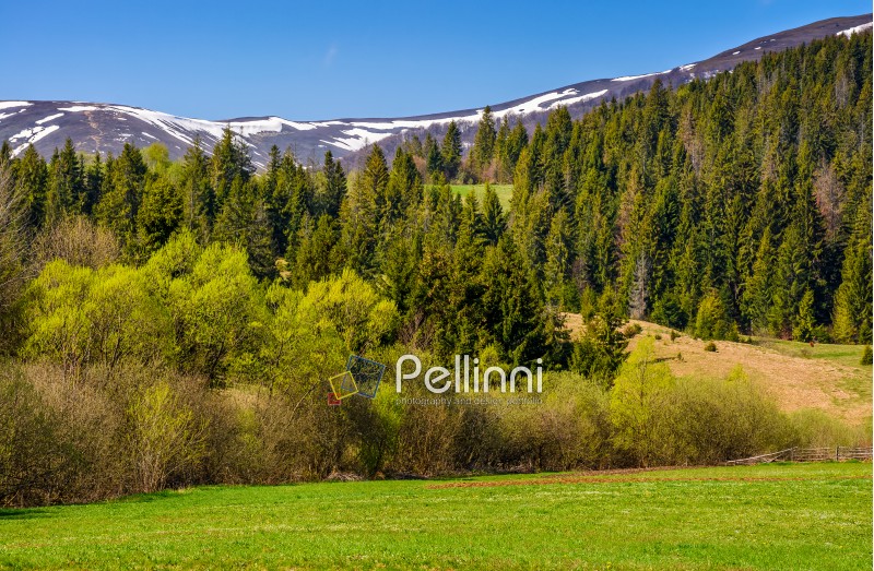 carpathian mountain peaks in snow. green rural meadow near the spruce forest in springtime