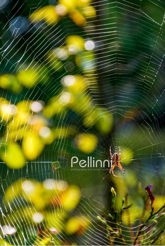 lovely background with spider in the web on beautiful foliage bokeh