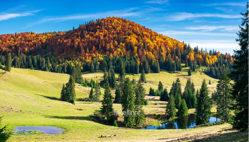 splendid autumn landscape on a bright day. spruce trees on hill around the pond. forest in colorful foliage on a distant mountain