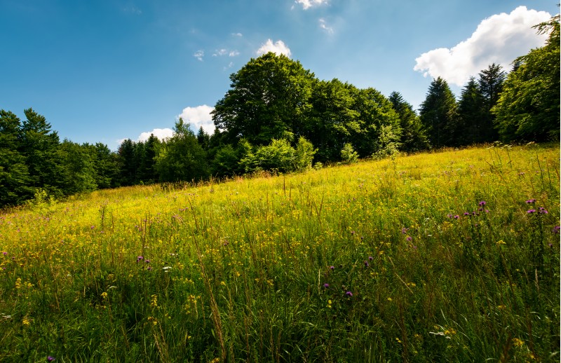 spot of light on a meadow among forest. gorgeous nature scenery in summer. picturesque view. 