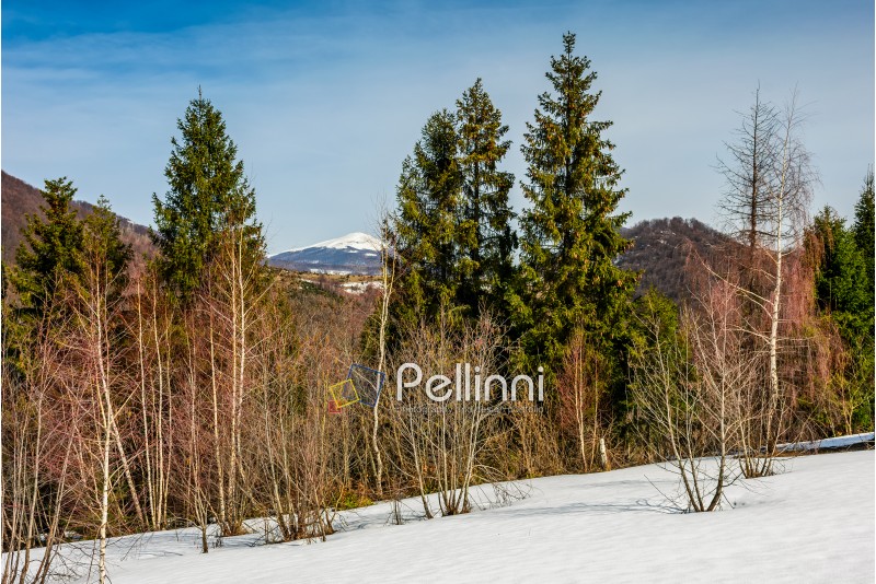 spruce trees on a meadow covered with snow. mountain with snowy peak in the distance. springtime landscape on sunny day under blue sky
