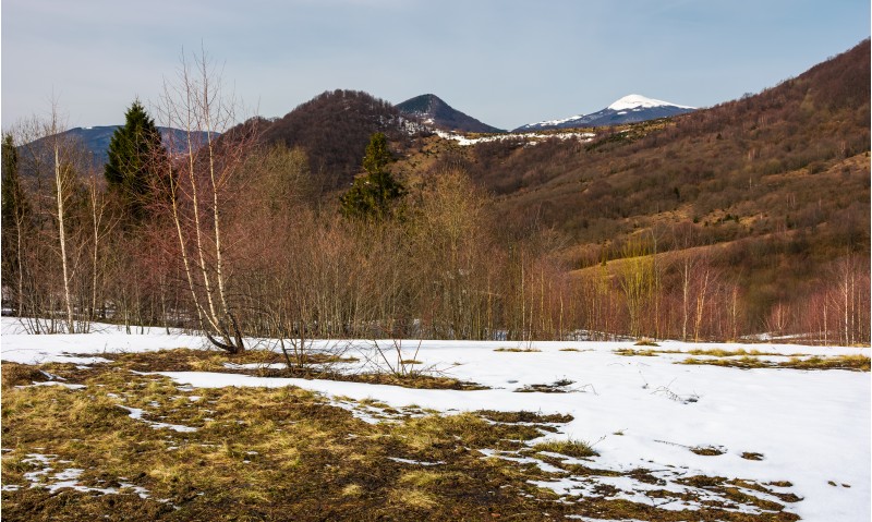 spring is coming to snowy mountain. mixed forest on a slope with snow and weathered grass. snowy peak of the mountain is seen in a distance