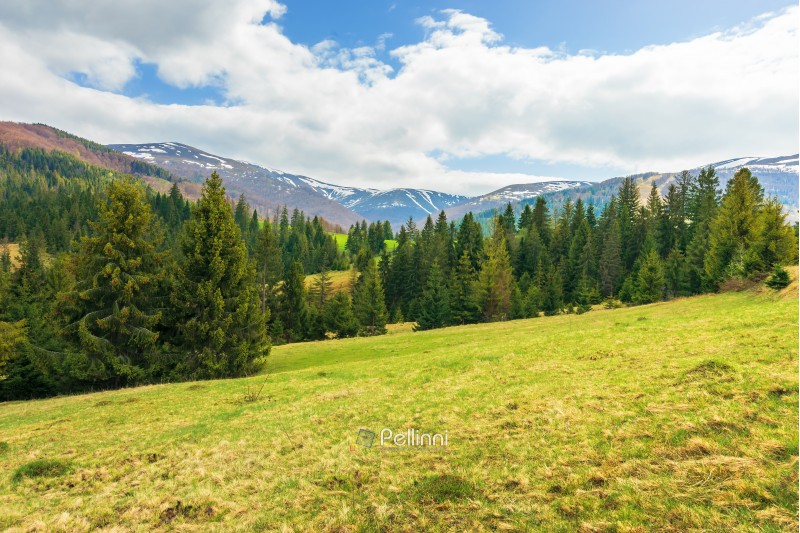 springtime landscape in mountains. coniferous forest on the grassy slope. distant ridge with spots of snow. cloudy afternoon weather