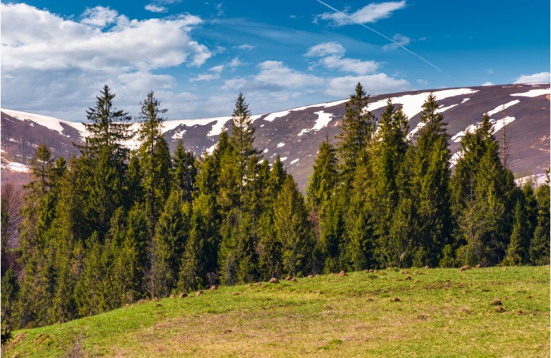 spruce forest at the foot of the mountain with snowy tops. lovely springtime nature scenery of Carpathian mountains