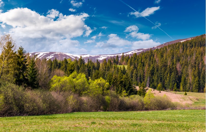 spruce forest at the foot of the mountain with snowy tops. lovely springtime nature scenery of Carpathian mountains