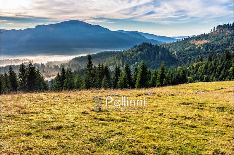 spruce forest on a meadow down the hill in foggy mountains of Romania 
