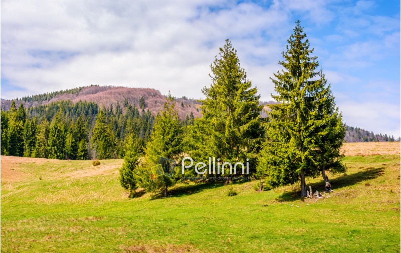 Spruce forest at mountain hillside. meadows with weathered grass on bright sunny day with blue sky and clouds. beautiful springtime landscape