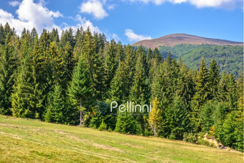 late summer mountain landscape. meadow on hill side with spruce forest under the blu sky with clouds