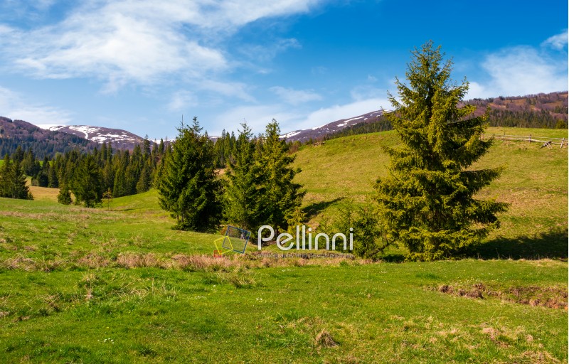 spruce forest on a grassy hill in spring. beautiful nature scenery with snowy tops of mountains in the distance