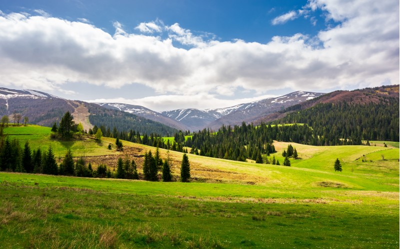 spruce forest on a grassy hillside. lovely springtime scenery of Carpathian mountains