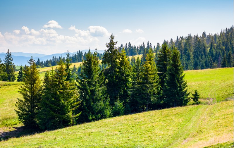 spruce forest on a grassy hillside. lovely summer scenery in mountains