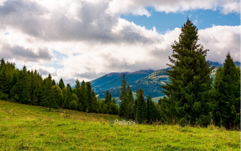 spruce forest on a grassy meadow. lovely summer scenery