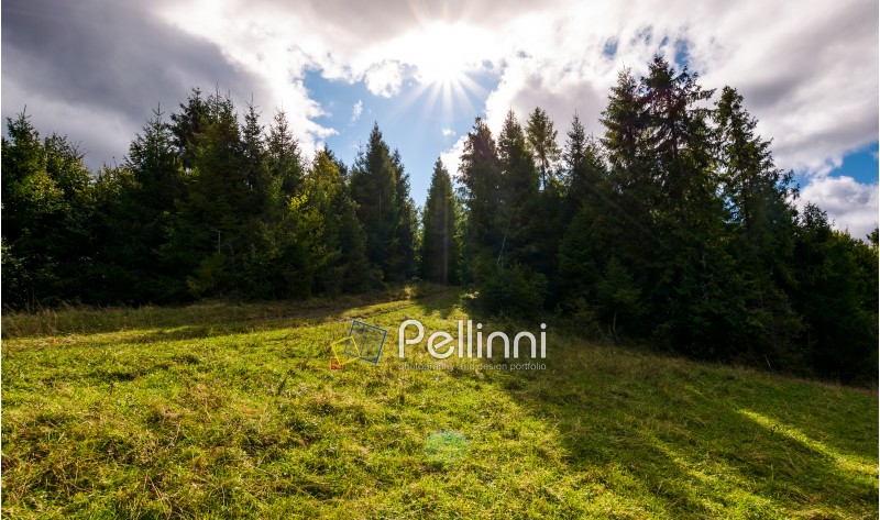 spruce forest on a grassy slope. beautiful nature scenery with bright sun on a cloudy day