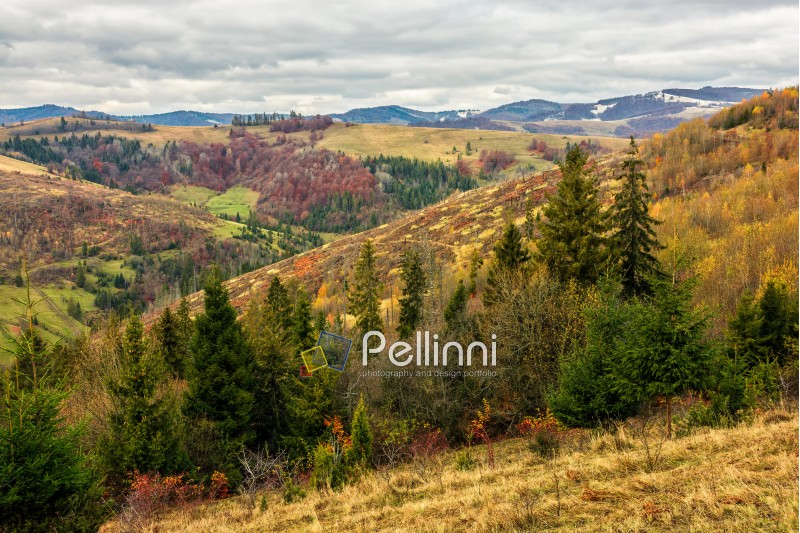 mountain; landscape; forest; spruce; hillside; autumn; slope; pine; green; sky; cloud; tree; nature; view; valley; background; grass; beautiful; meadow; top; travel; scene; wild; wood; hill; coniferous; outdoor; tourism; fir; fall; scenic; dramatic
