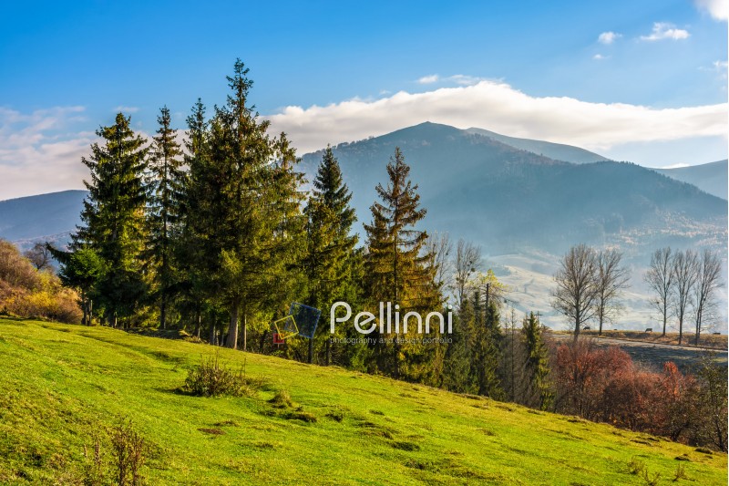 mountain; landscape; forest; spruce; hillside; autumn; slope; pine; green; sky; cloud; tree; nature; view; peak; bright; valley; background; grass; beautiful; meadow; top; travel; morning; scene; wild; wood; hill; coniferous; outdoor; tourism; fir; fall; scenic; dramatic
