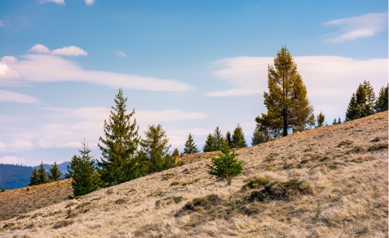 spruce forest on a slope with weathered grass. lovely nature scenery in springtime, some clouds on a blue sky