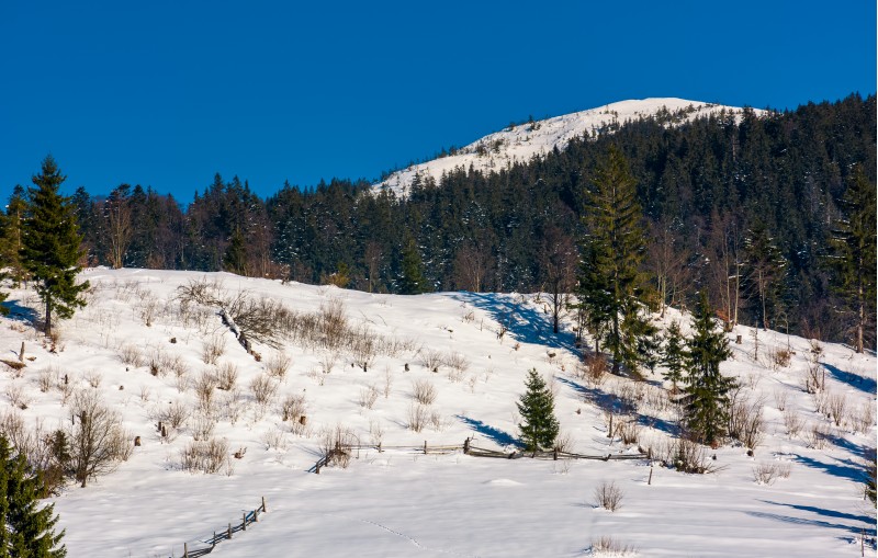 spruce forest on a snow slopes in mountains. lovely nature scenery in Carpathian countryside