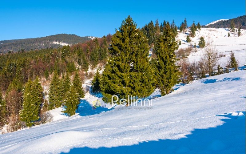 spruce forest on a snowy hillside. beautiful scenery on a bright winter day in mountains