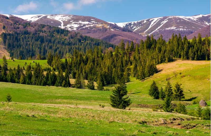 spruce forest on grassy hills in springtime. gorgeous landscape of Carpathian mountains with snowy tops in the distance