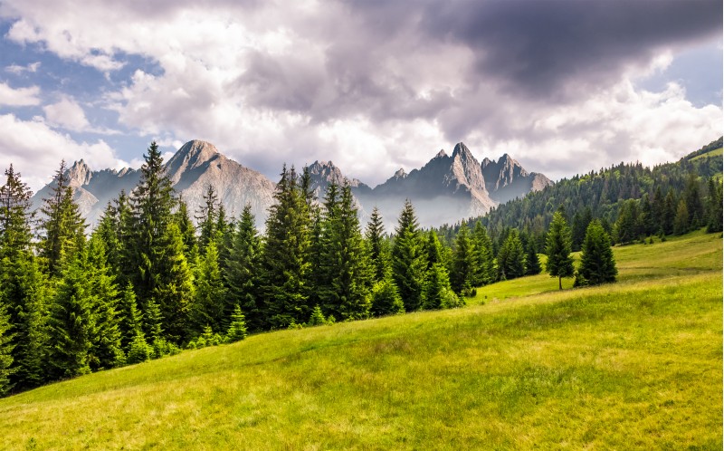 spruce forest on grassy slope. composite landscape with High Tatra mountains in the distance. lovely summer scenery