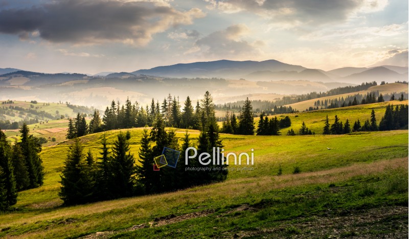 spruce forest on hills at foggy sunrise. gorgeous mountainous countryside landscape in summer