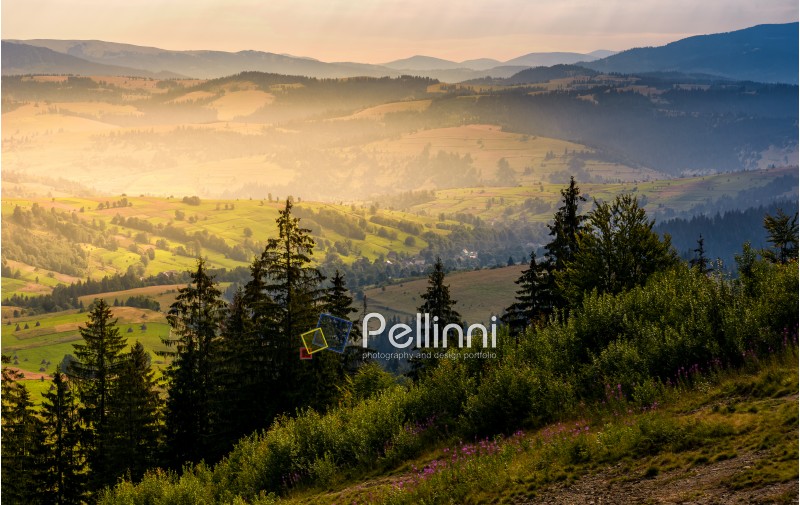 spruce forest on hills at foggy sunrise. gorgeous mountainous countryside landscape in summer. view ftom high altitude
