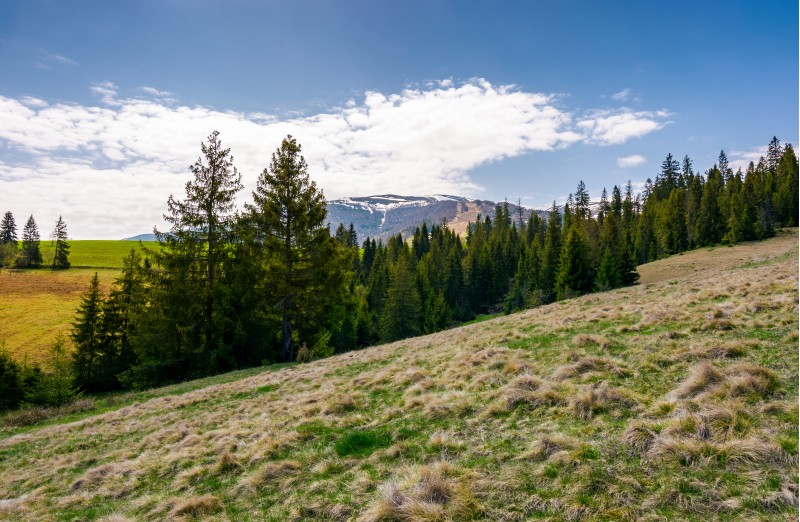 spruce forest on hills with weathered grass. lovely springtime scenery in Carpathian mountains