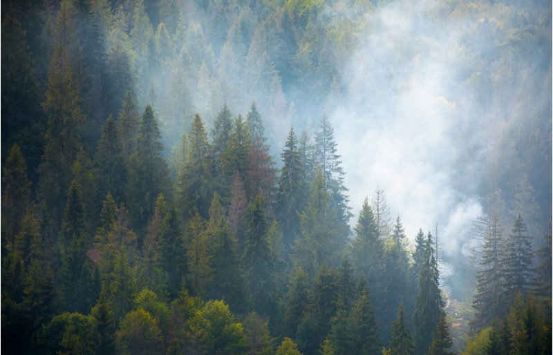 spruce forest on hillside in smoke. lovely nature disaster background