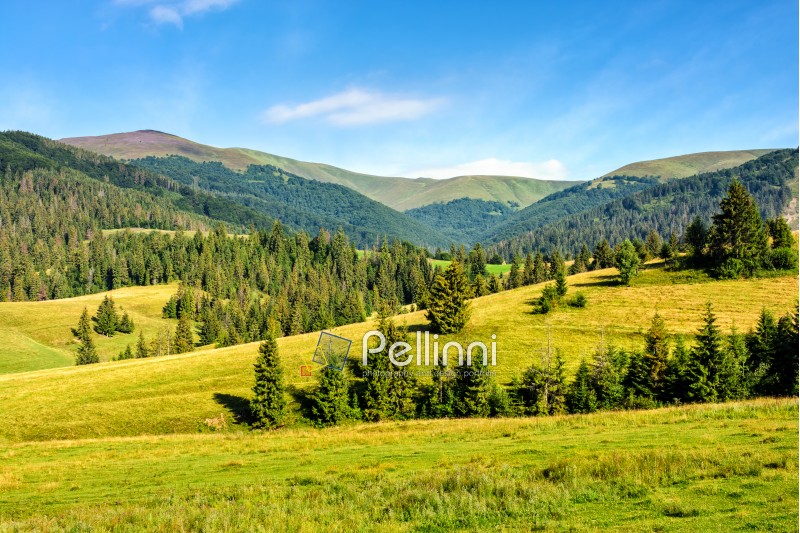 summer landscape with meadow near the spruce forest on hills in mountain area
