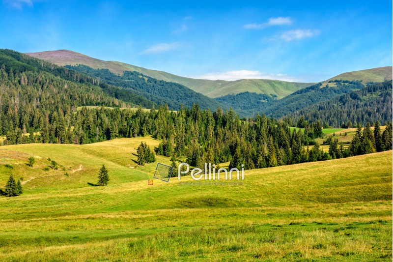 summer landscape with meadow near the spruce forest on hills in mountain area