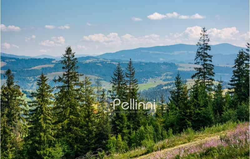 spruce forest on rolling hills. gorgeous mountain landscape in fine summer weather under blue sky with cloud