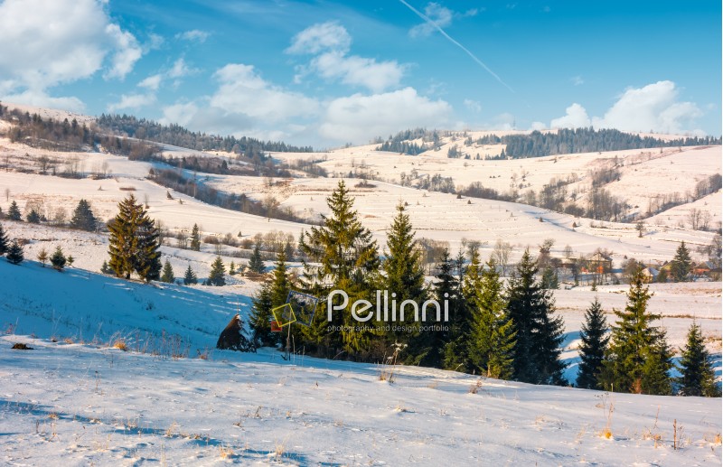 spruce forest on snowy hillside of rural area. lovely Carpathian countryside winter scenery