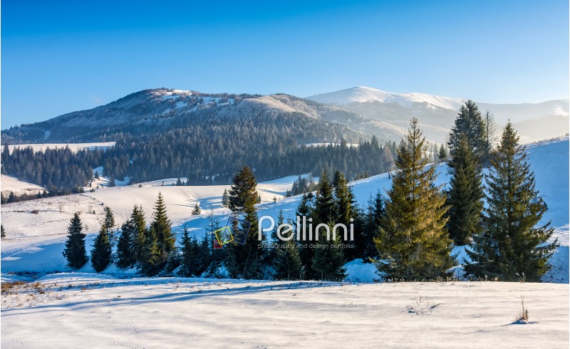 spruce forest on a meadow full of snow in mountains. beautiful landscape in good weather on a sunny winter day