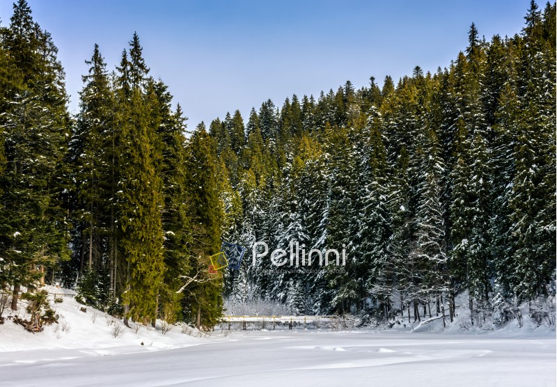 spruce forest on a meadow full of snow in mountains on a sunny winter day
