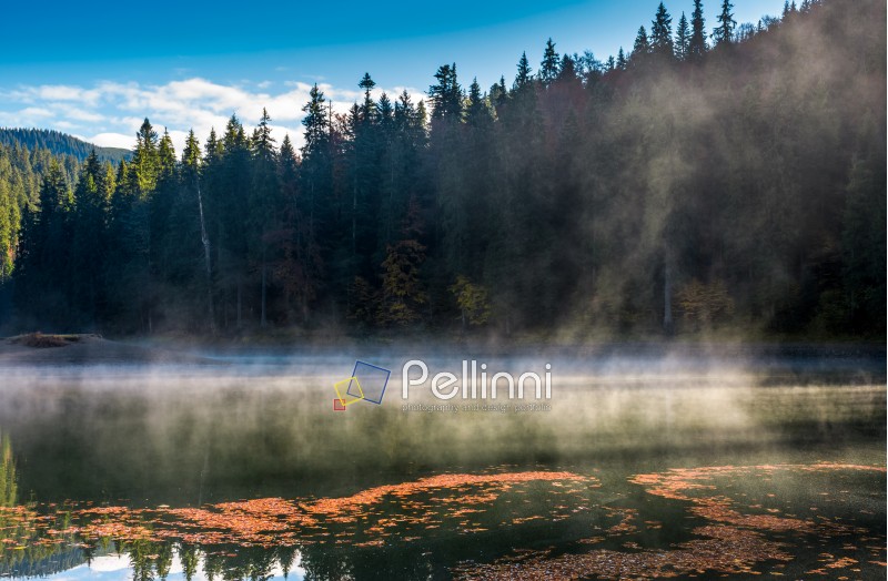 spruce forest on the bank of boiling lake at sunrise in autumn
