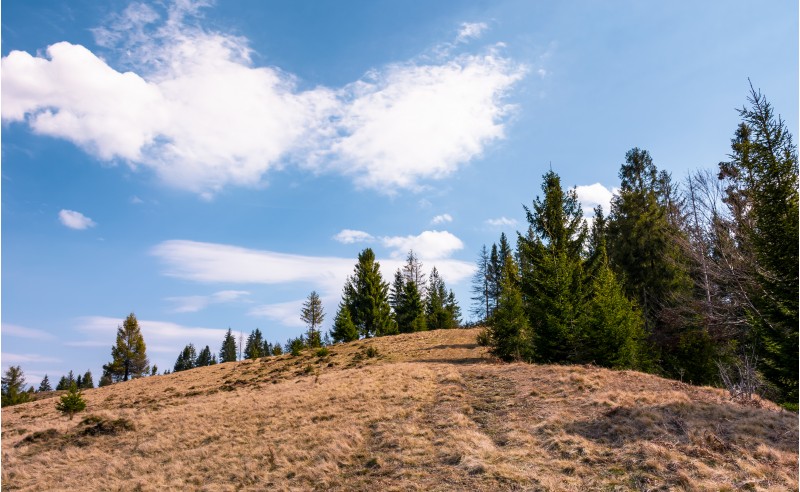spruce forest on the edge of hillside covered with weathered grass. lovely nature scenery in springtime under the blue sky with some clouds