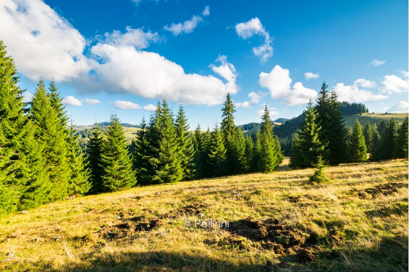 spruce forest on the grassy hill. beautiful landscape in autumn afternoon. location Apuseni mountains