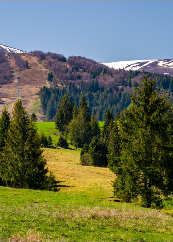 spruce forest on the grassy hills in the valley. beautiful mountainous landscape in springtime