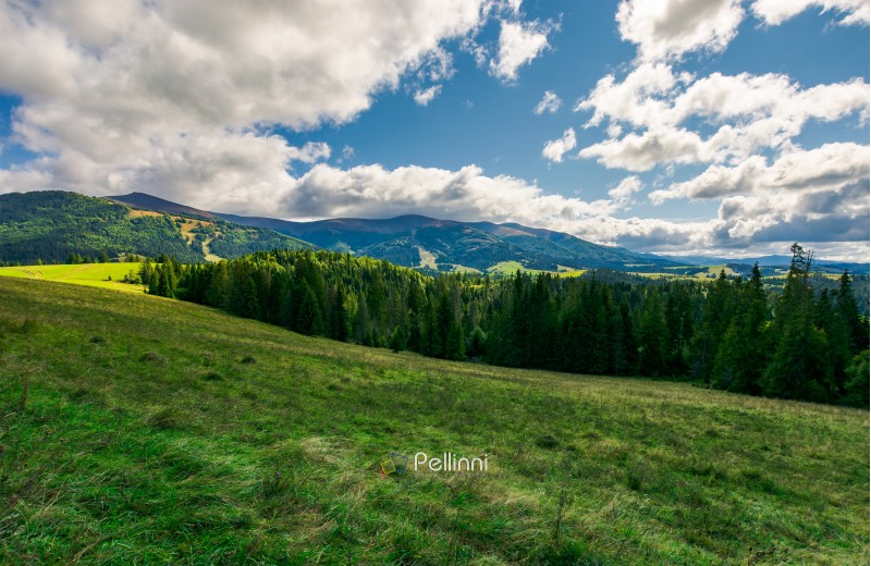lovely autumn landscape. spruce forest on the grassy meadow. beautiful mountain ridge in the distance. wonderful cloudscape in the sky