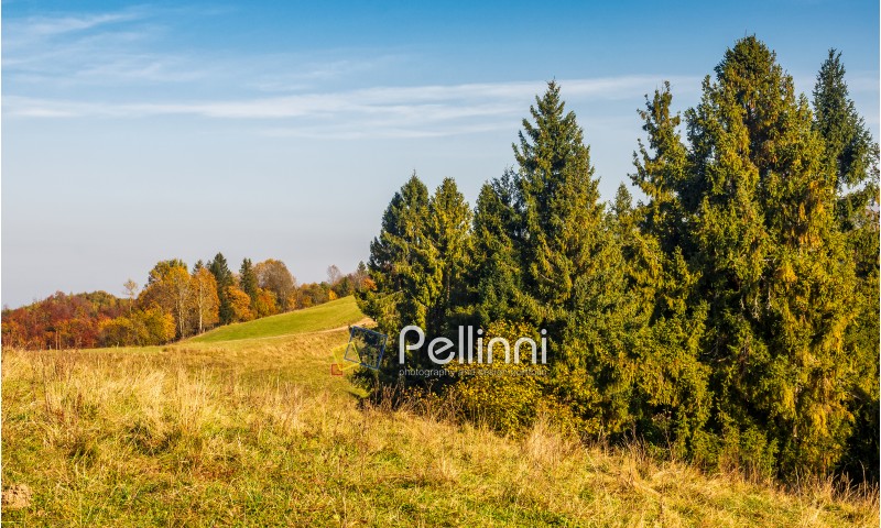 spruce forest on the hillside. sunny autumn day with blue sky. beautiful landscape view