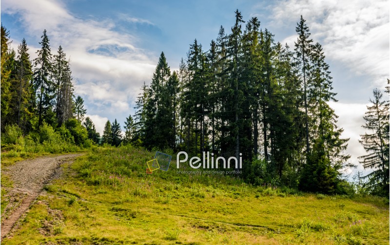 spruce forest on the hillside. sunny summer day with blue sky. beautiful landscape view