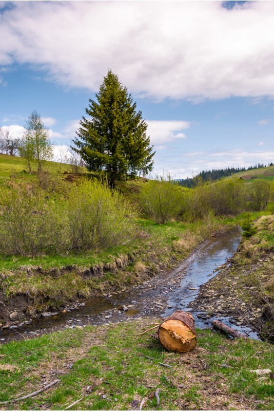 spruce tree and log near the brook. nature scenery with grassy hills in springtime under the cloudy sky