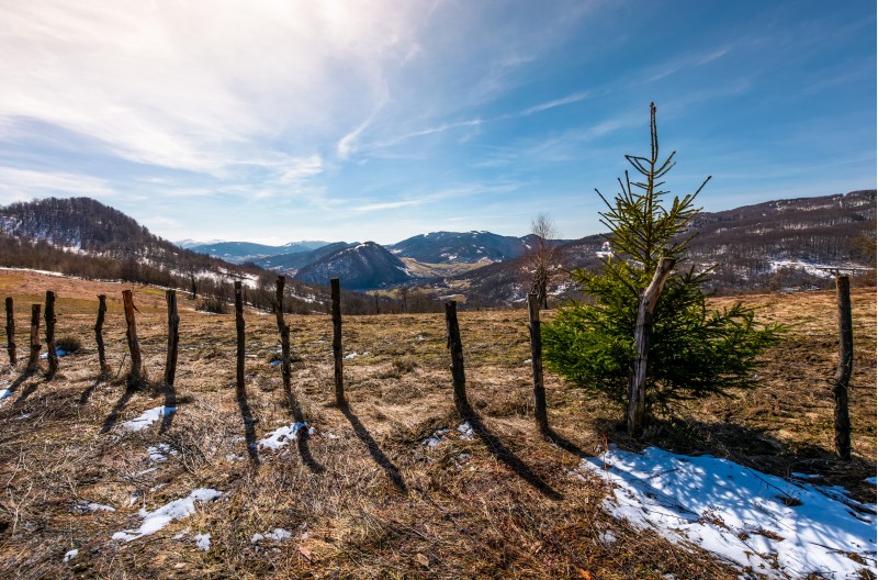 spruce tree on a hillside in springtime. beautiful landscape with grassy weathered slopes and some snow in mountains