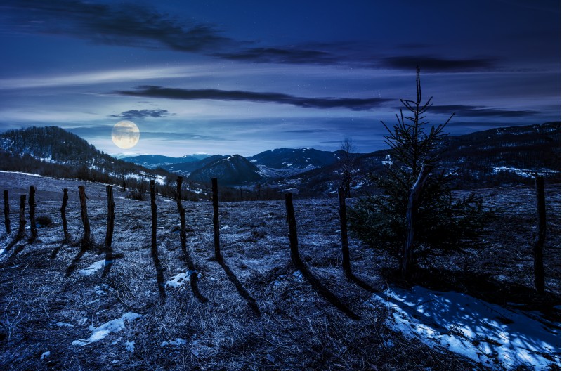 spruce tree on a hillside in springtime at night in full moon light. beautiful landscape with grassy weathered slopes and some snow in mountains