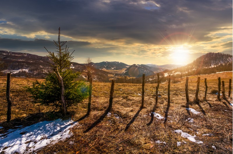 spruce tree on a hillside in springtime at sunset. beautiful landscape with grassy weathered slopes and some snow in mountains