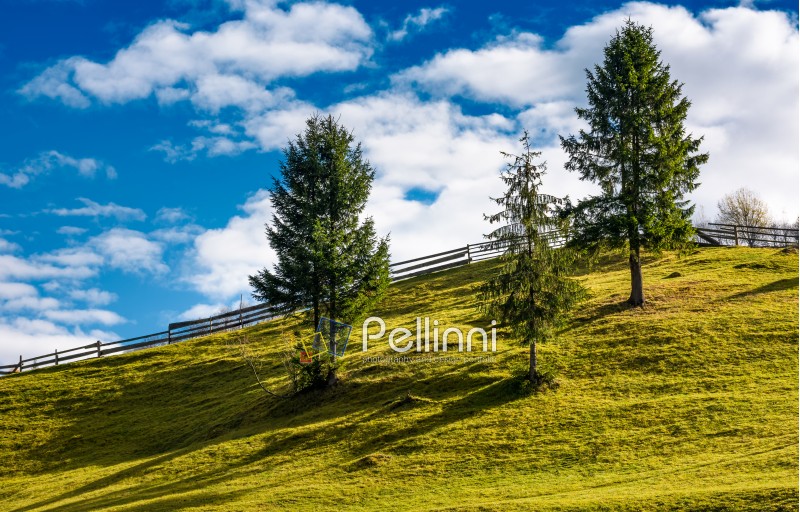 spruce trees and wooden fence on grassy hillside. lovely rural scenery in fine autumnal weather with cloudy sky
