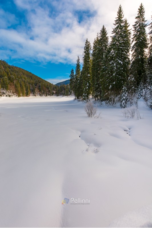 spruce trees around snowy meadow. beautiful winter scenery in mountains. wonderful sunny weather with some clouds on a blue sky. magic carpathian landscape
