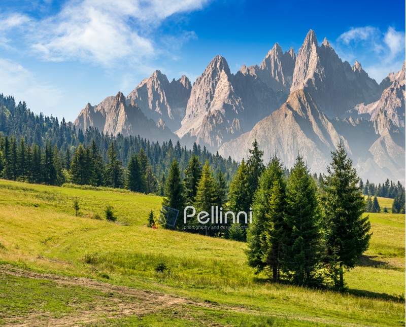 spruce trees on grassy hillside in mountains with rocky peaks. beautiful composite summer landscape.