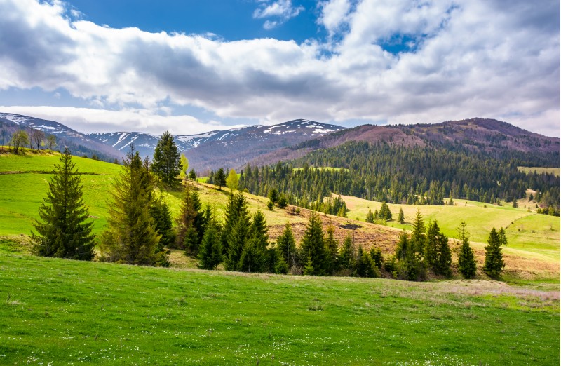 spruce trees on grassy slopes in mountainous area. gorgeous landscape of Carpathian mountains in springtime